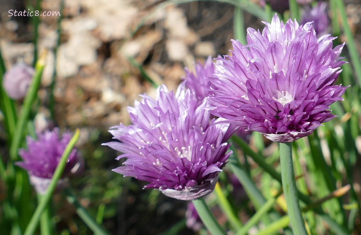 Purple Chive blooms