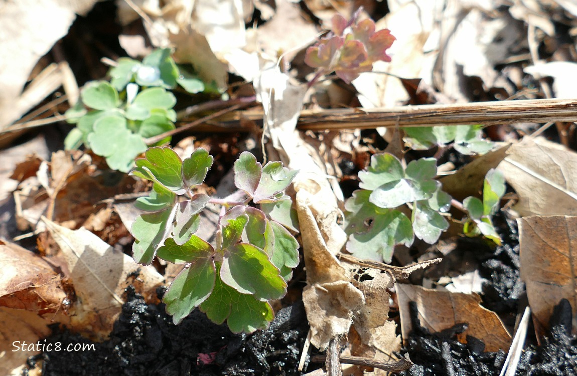 Columbine plant growing in the leaf mulch