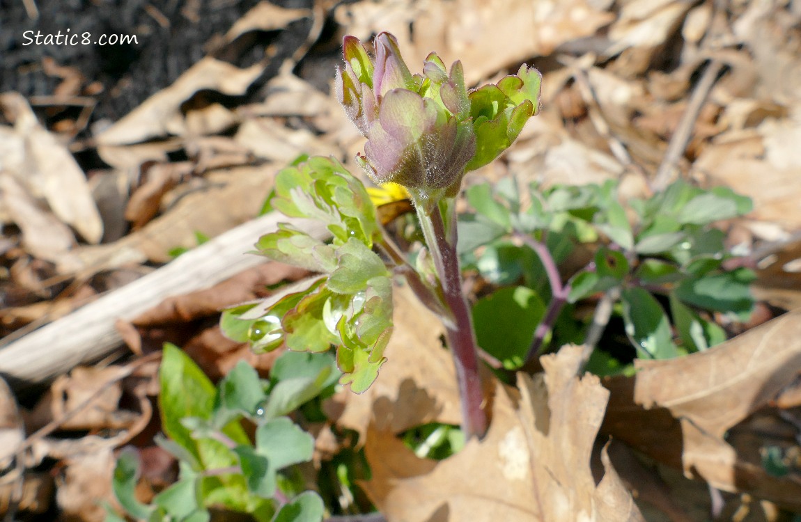 Columbine plant with a flower bud