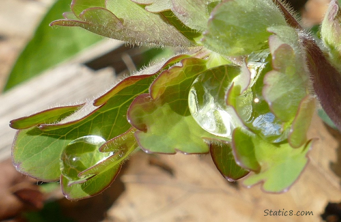 Columbine leaves with water drops caught in them