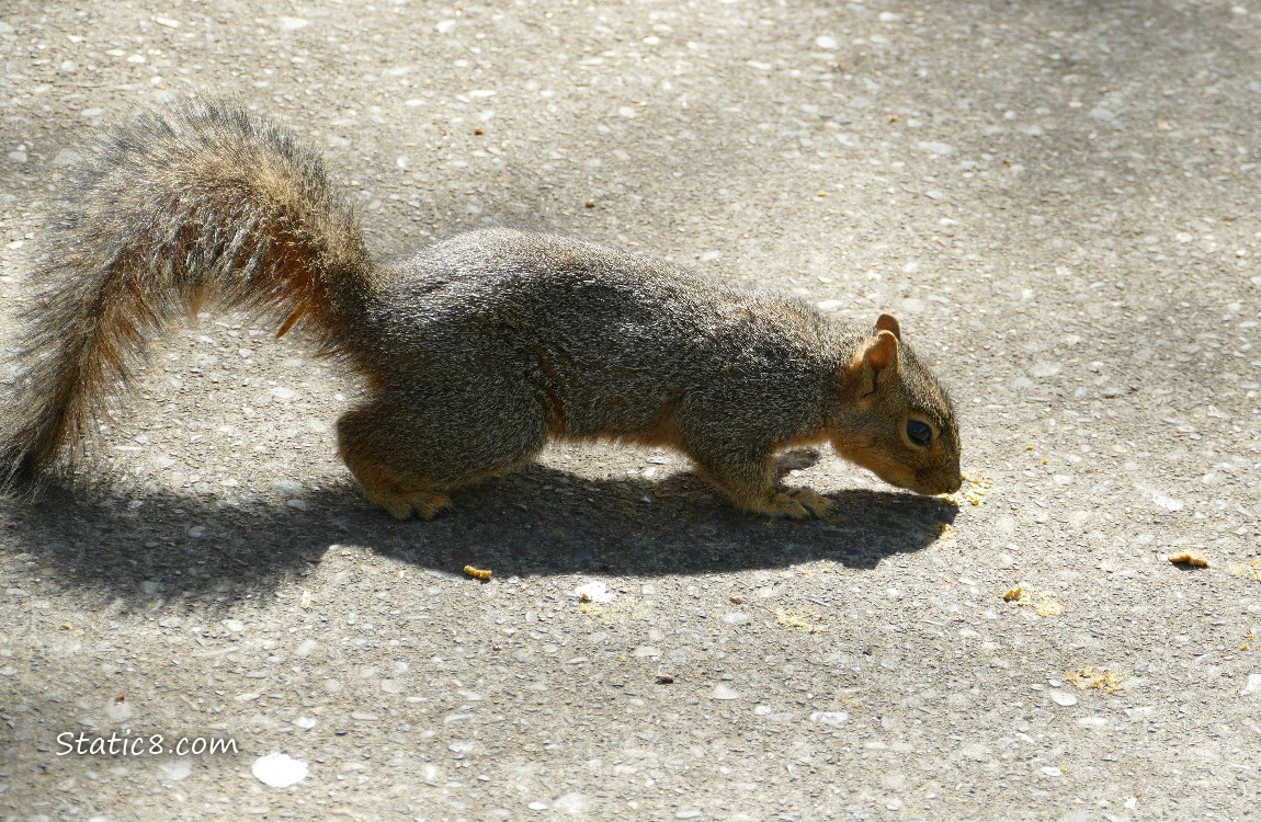 Squirrel walking on the pavement, sniffing something on the ground