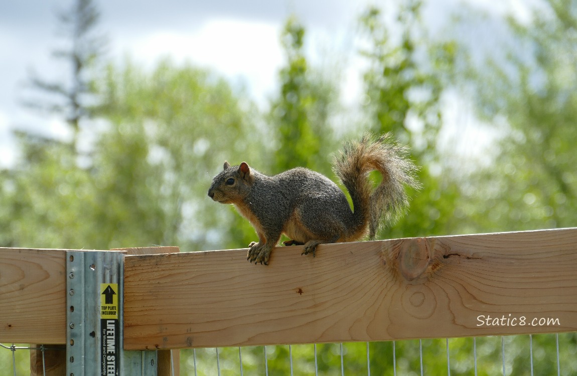 Squirrel standing on a wood beam of a fence