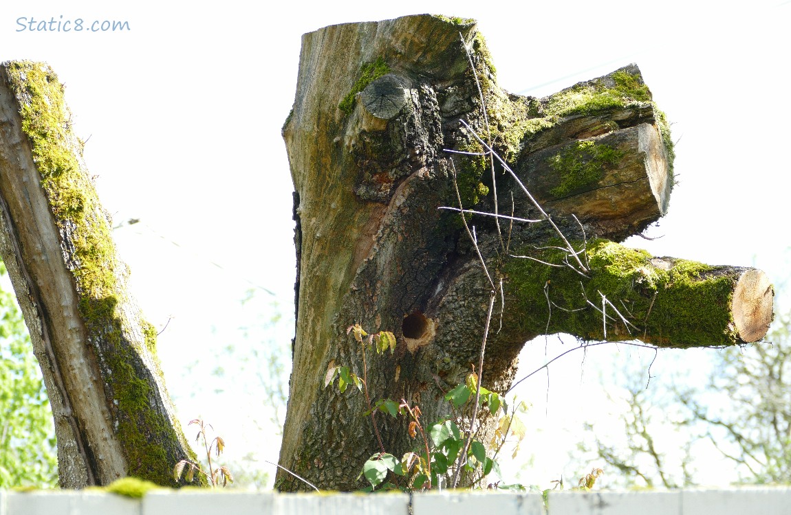 Tall tree stump with a woodpecker hole in it