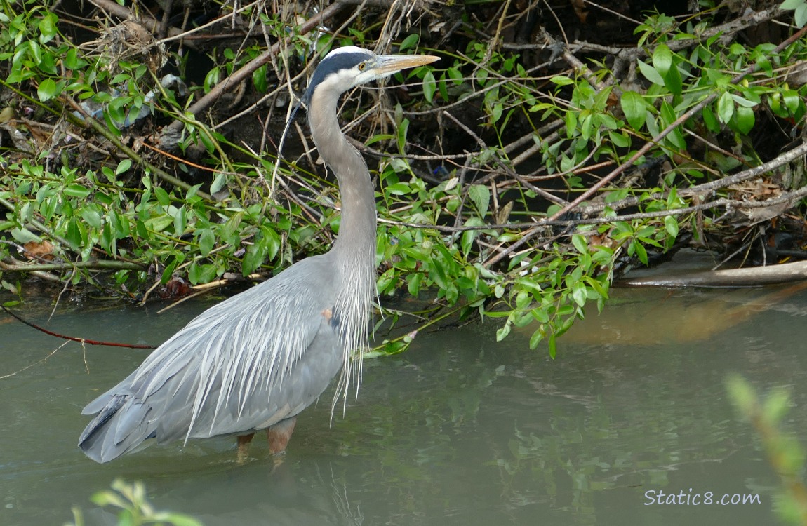 Great Blue Heron standing in shallow water next to the bank of the creek