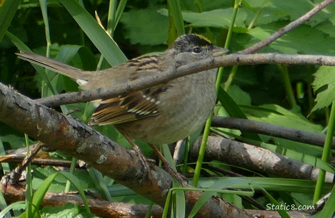 Golden Crown sparrow standing on a stick