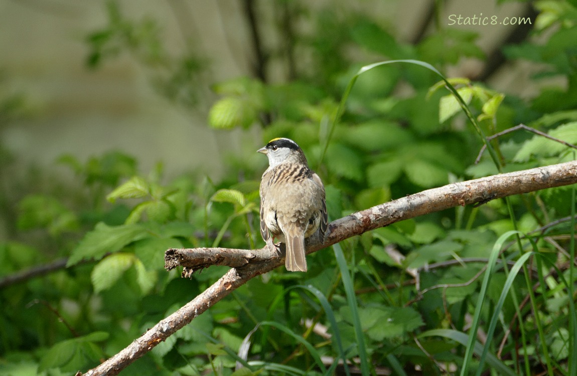 Golden Crown sparrow standing on a stick