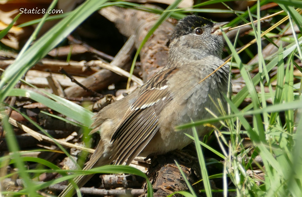 Sunning sparrow on the forest floor