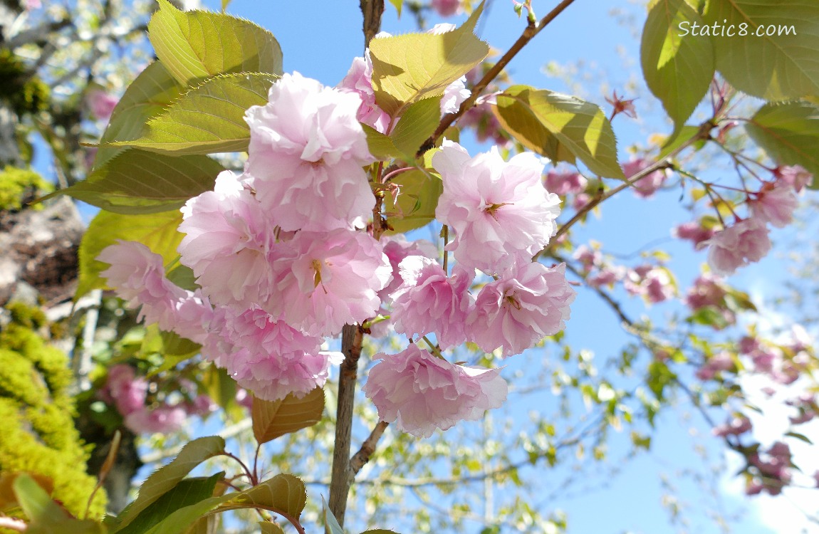 Kanzan Cherry blossoms with the blue sky