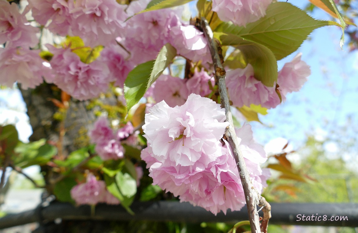 Kanzan Cherry blossoms with the blue sky