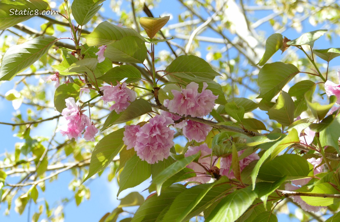 Kanzan Cherry blossoms with the blue sky