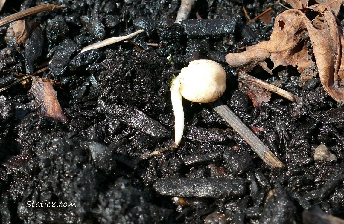 Pea germinating with a root