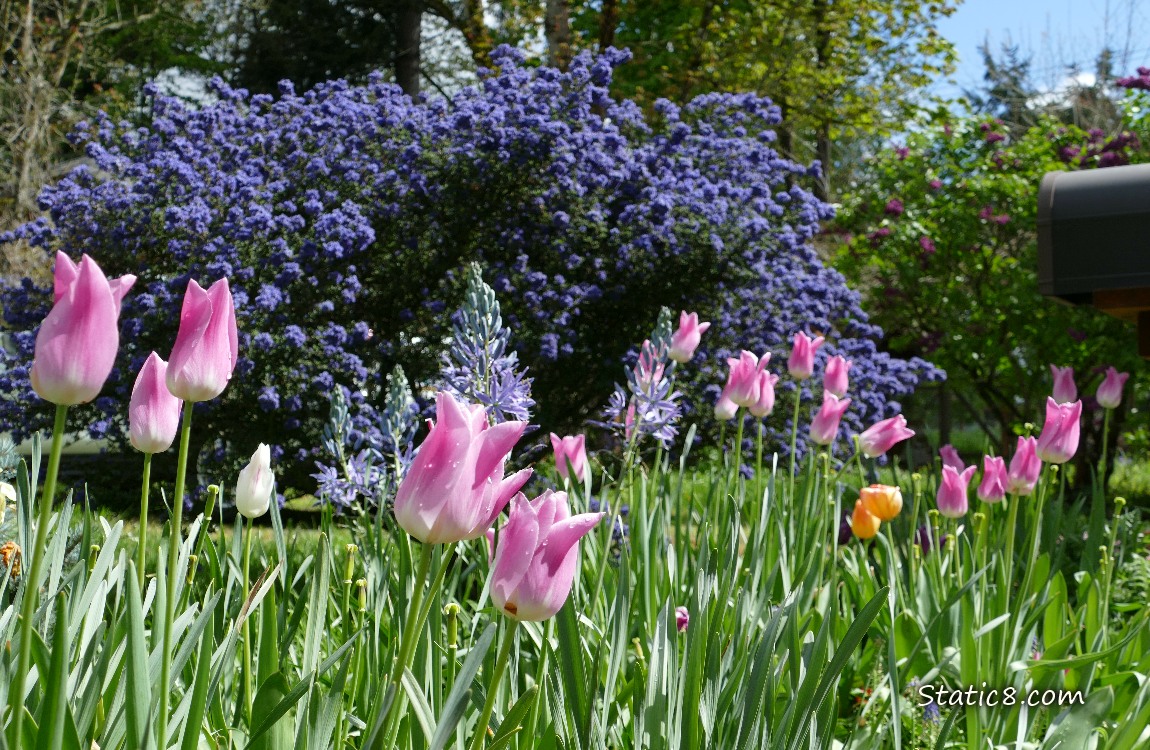 Pink Tulip blooms in front of a purple blooming bush