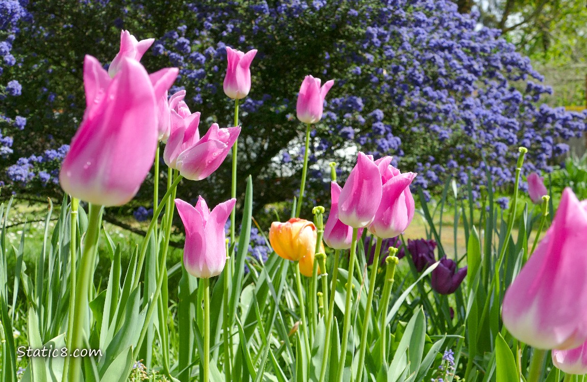Pink Tulip blooms in front of a purple blooming bush