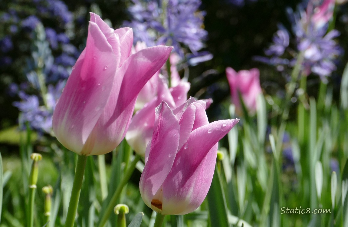 Pink Tulips in front of Camas Lilies