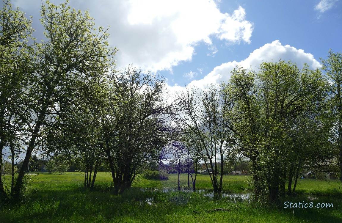 Puddle in the grass under trees, with clouds and blue sky above