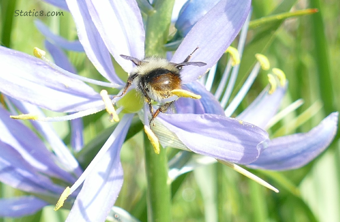 The butt of a bee in a Camas Lily bloom