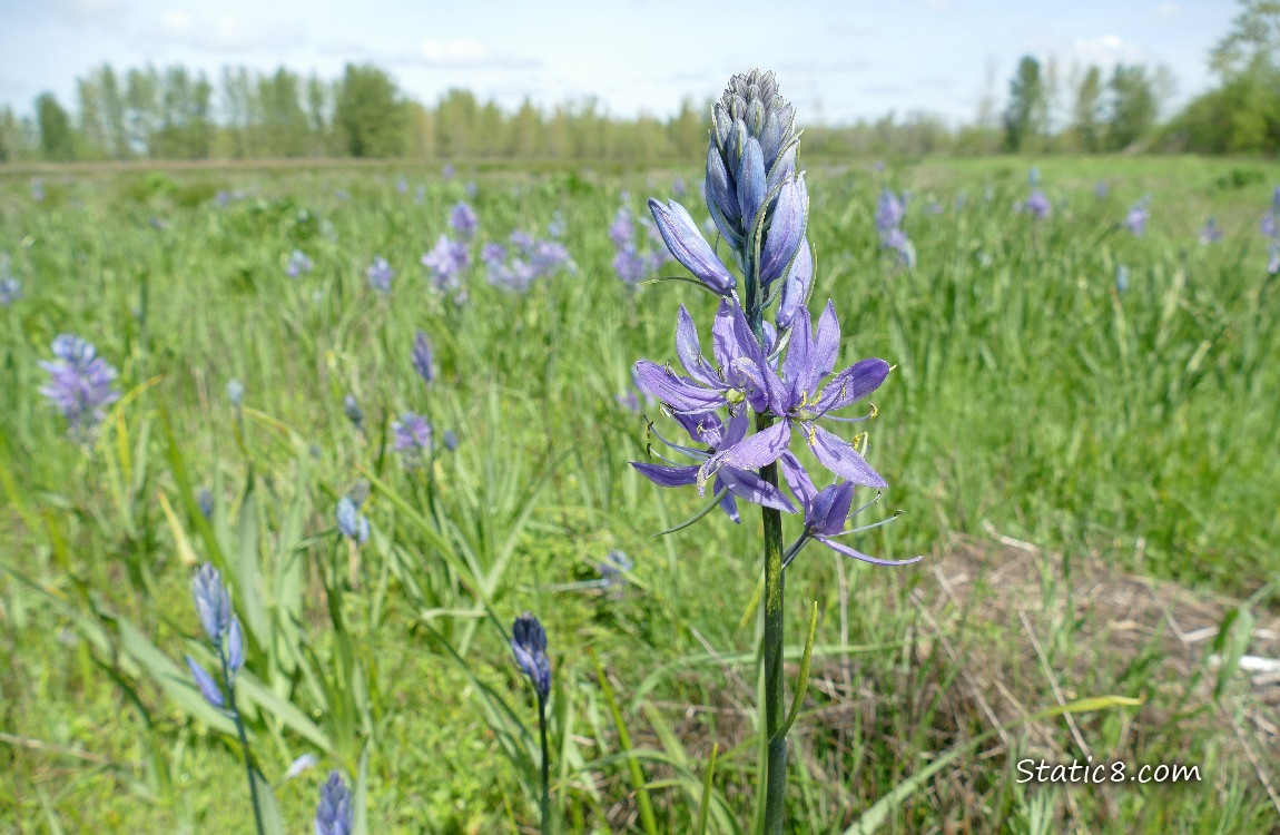 Camas Lilies blooming in the grass