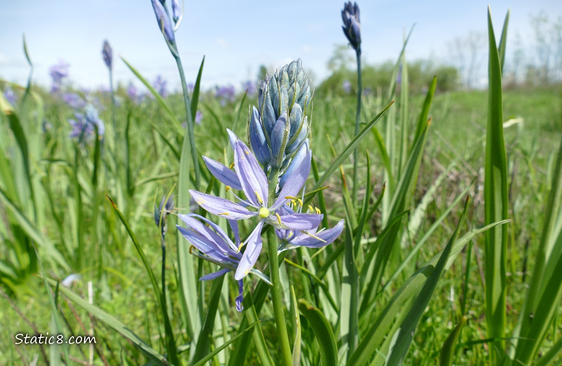 Camas Lilies blooming in the grass