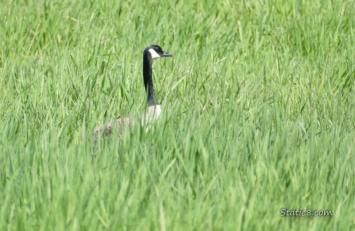 Canada Goose in the grass