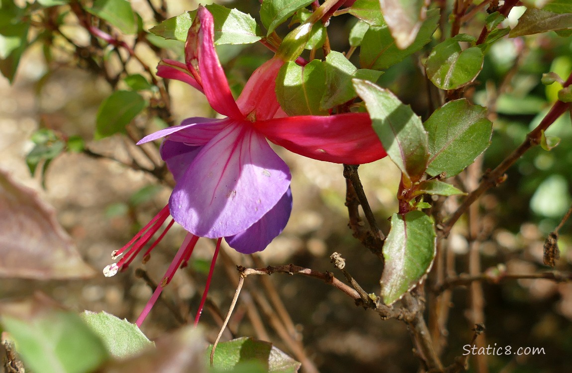 Fuchsia bloom hanging from the bush