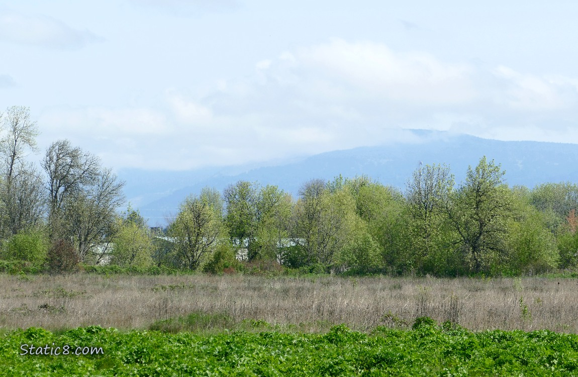 low clouds obscuring the hill in the distance