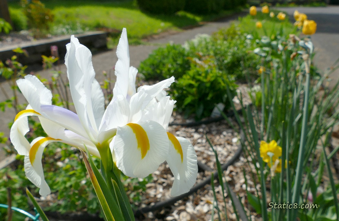 White Iris bloom in a hell strip with yellow tulips int he background