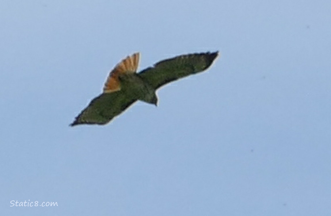 Red Tail Hawk flying in the blue sky