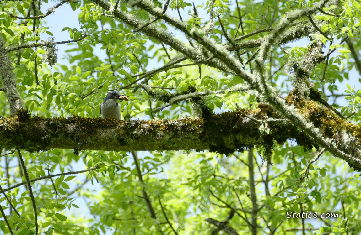 Scrub Jay standing on a branch surrounded by green leaves and blue sky