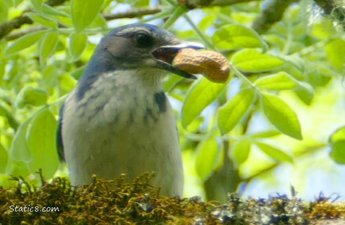 Close up of a Scrub Jay standing on a mossy branch, holding a peanut in the shell in her beak