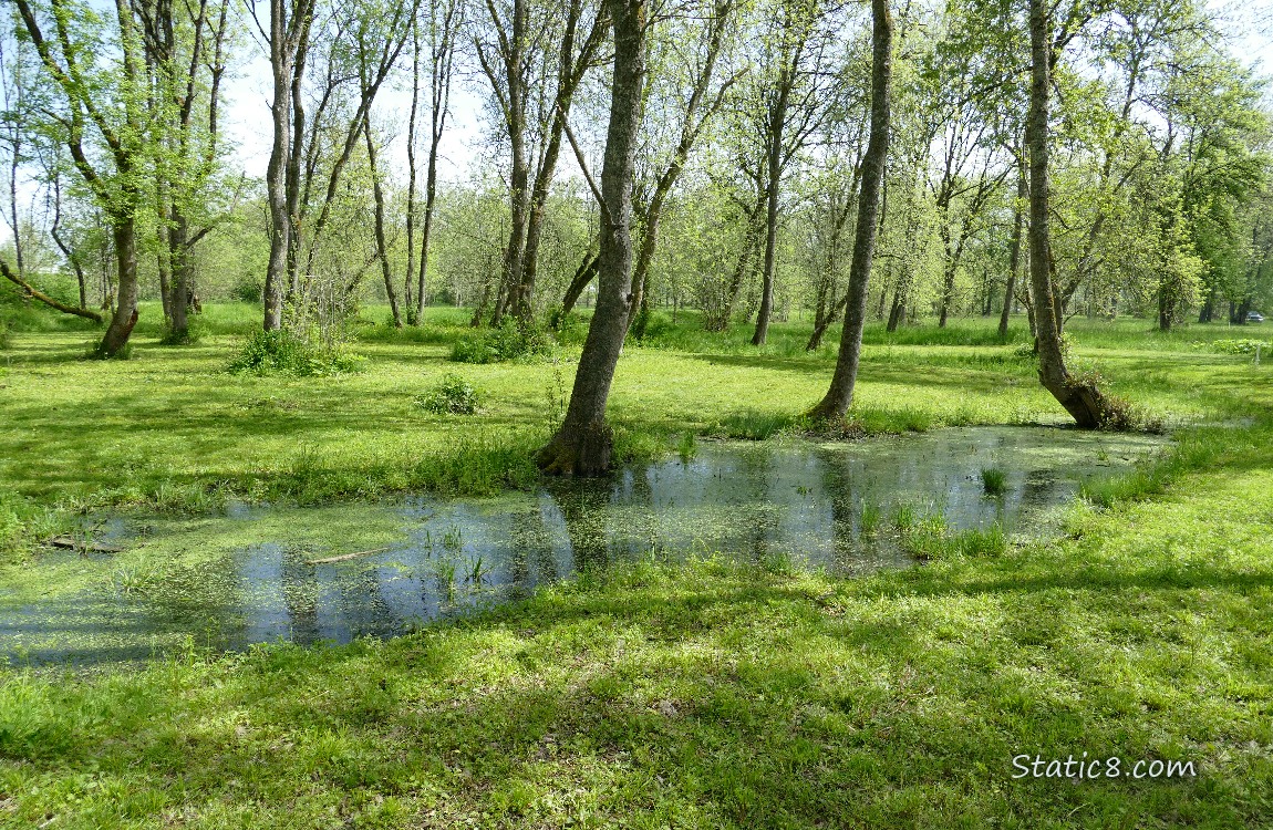 Puddle in the grass under the trees