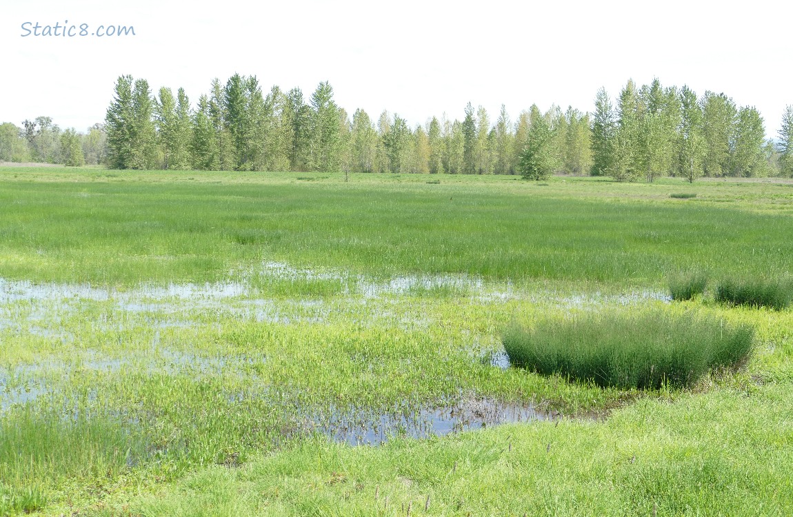 Puddle of water in the grass with trees in the distance