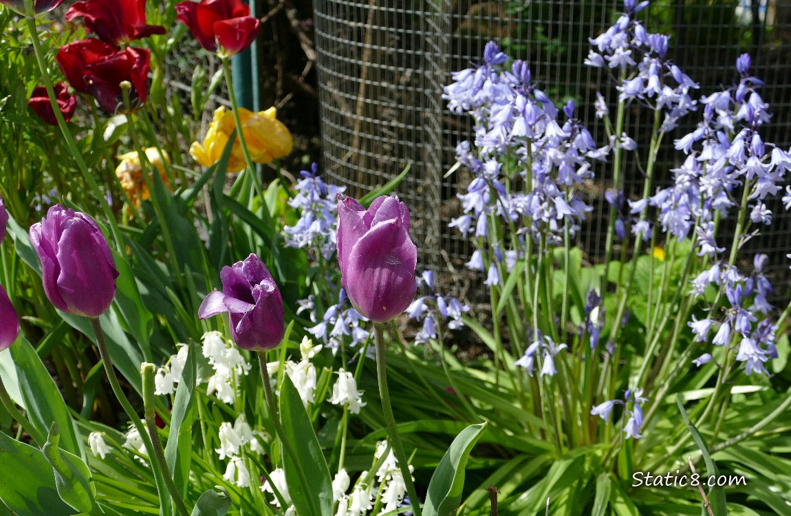Tulip blooms in purple and red with Spanish Bluebells