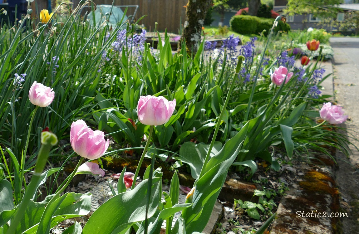 Pink Tulips blooming in a hell strip