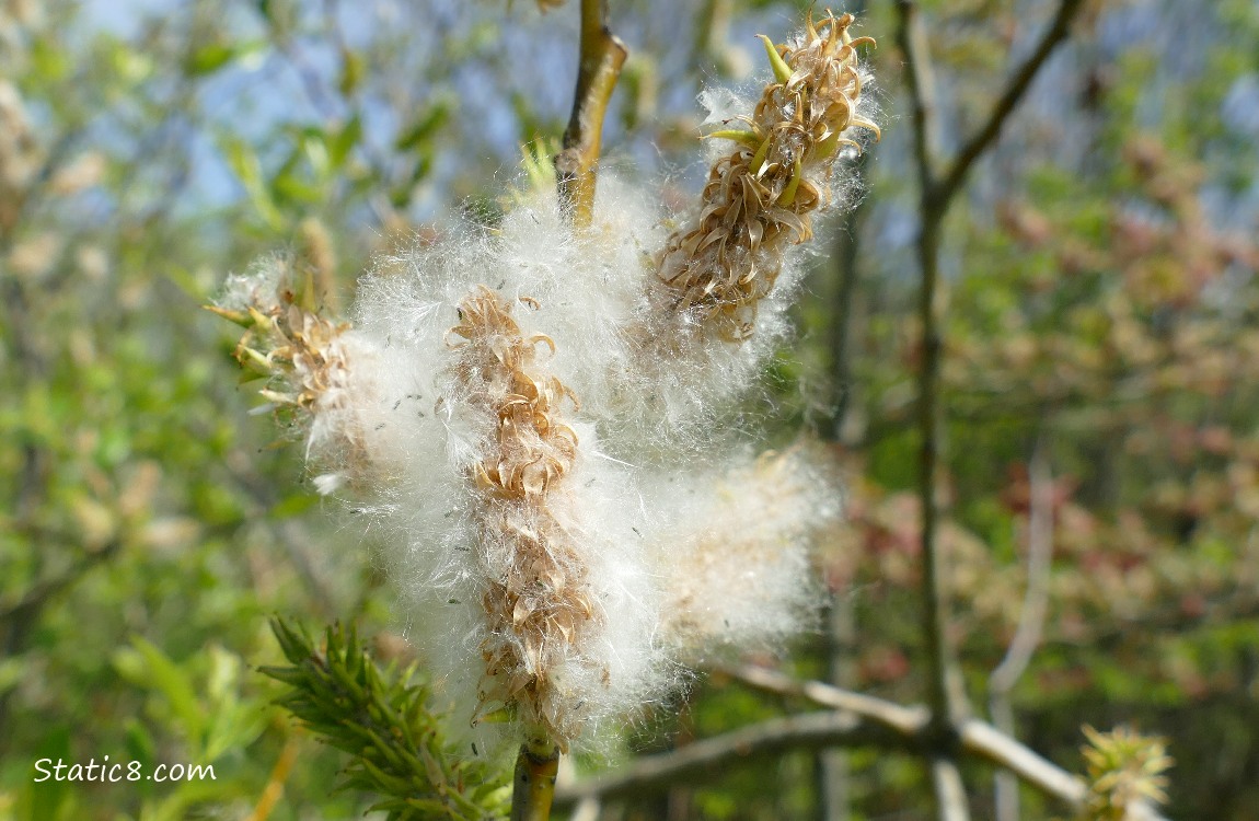 Willow fluffs