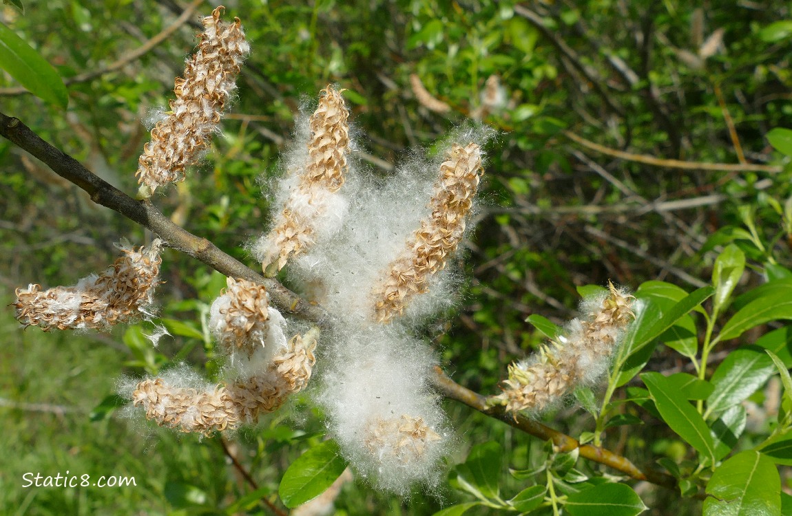 Willow fluffs