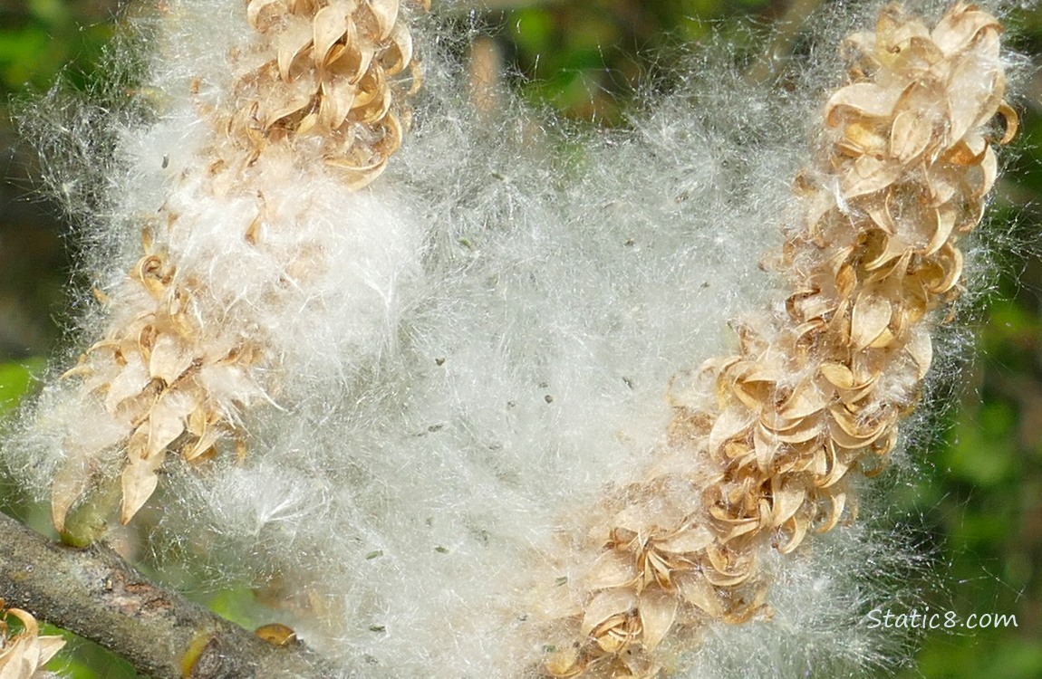 Tiny Willow seeds in their fluff