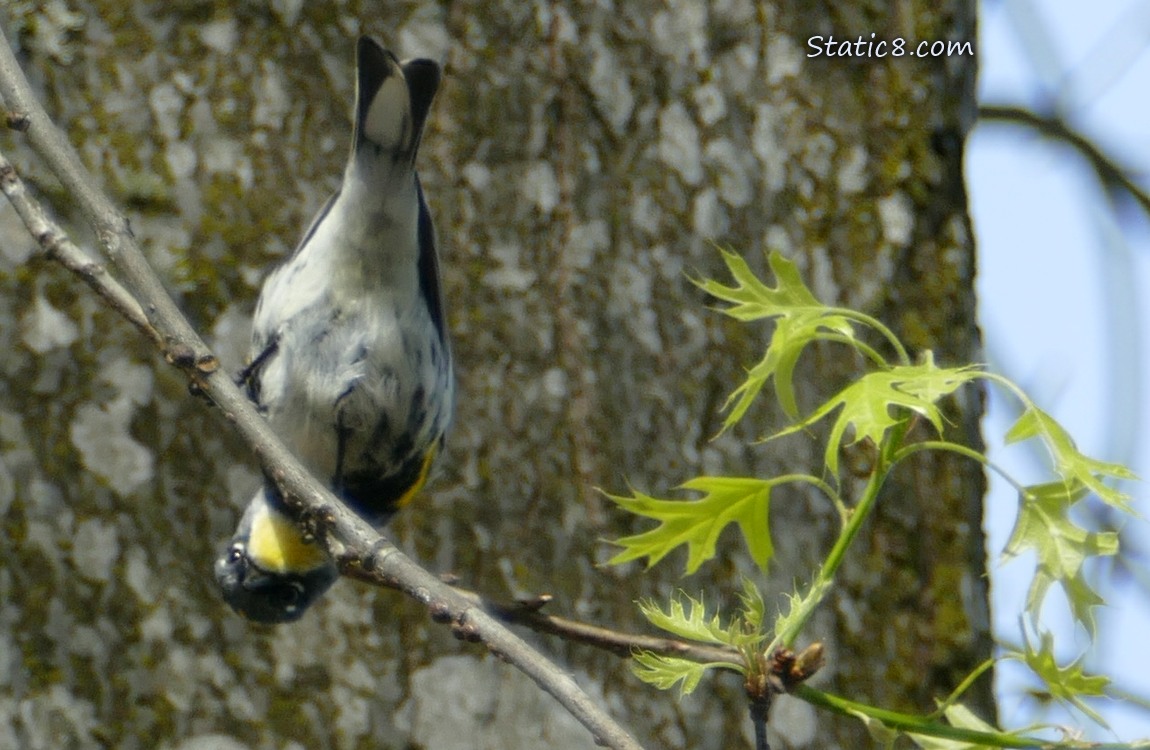 Upside down bird on a twig