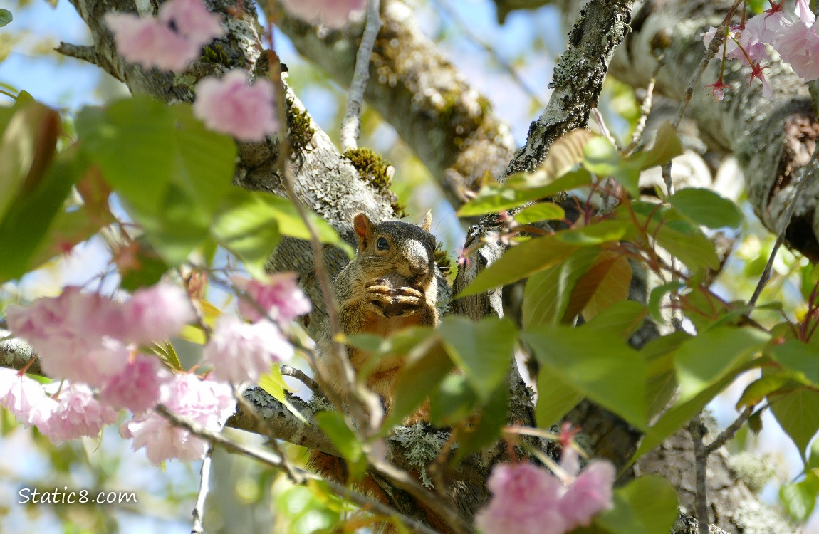Squirrel in a blooming Kanzan tree