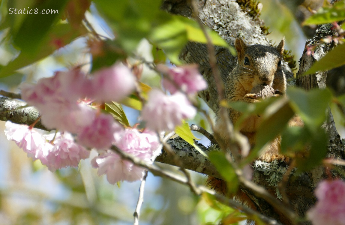 Squirrel in a blooming Kanzan tree