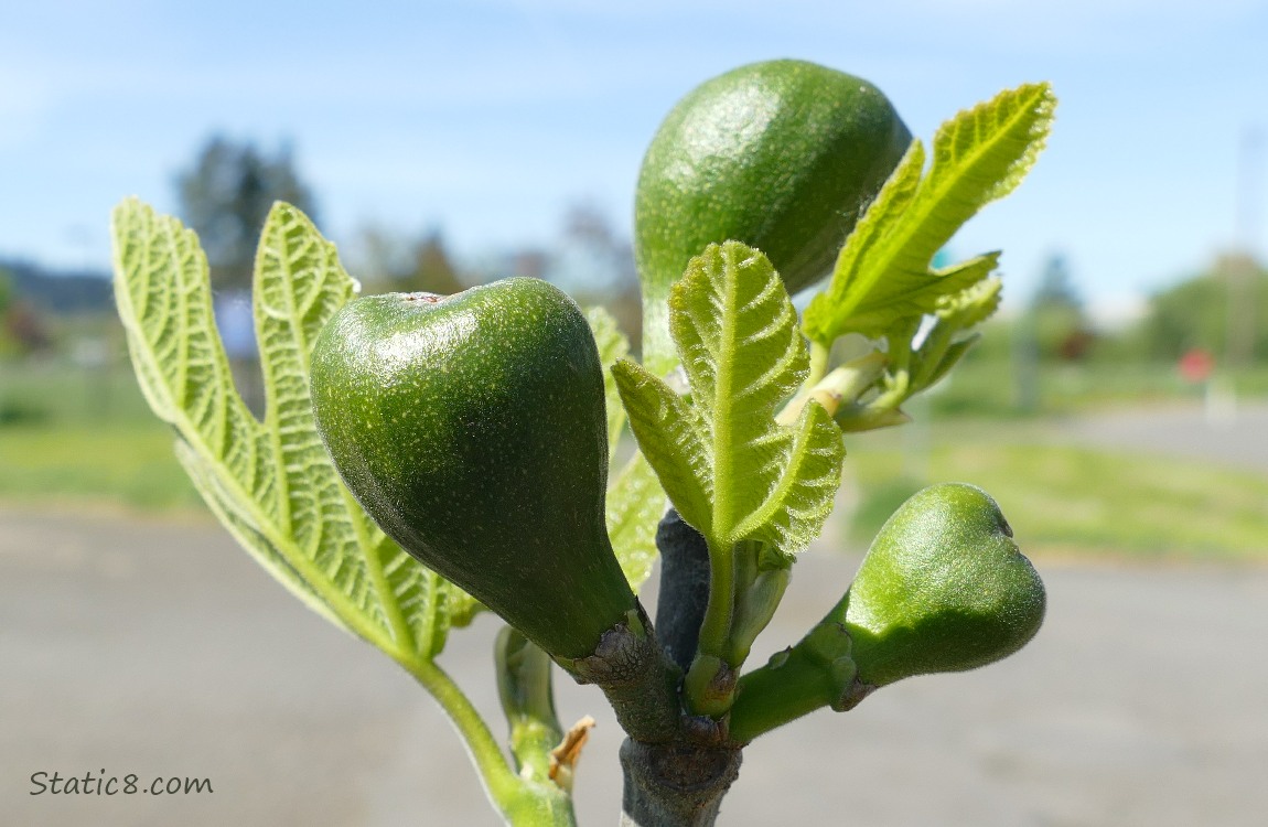 Fig fruits growing on a branch with some small leaves
