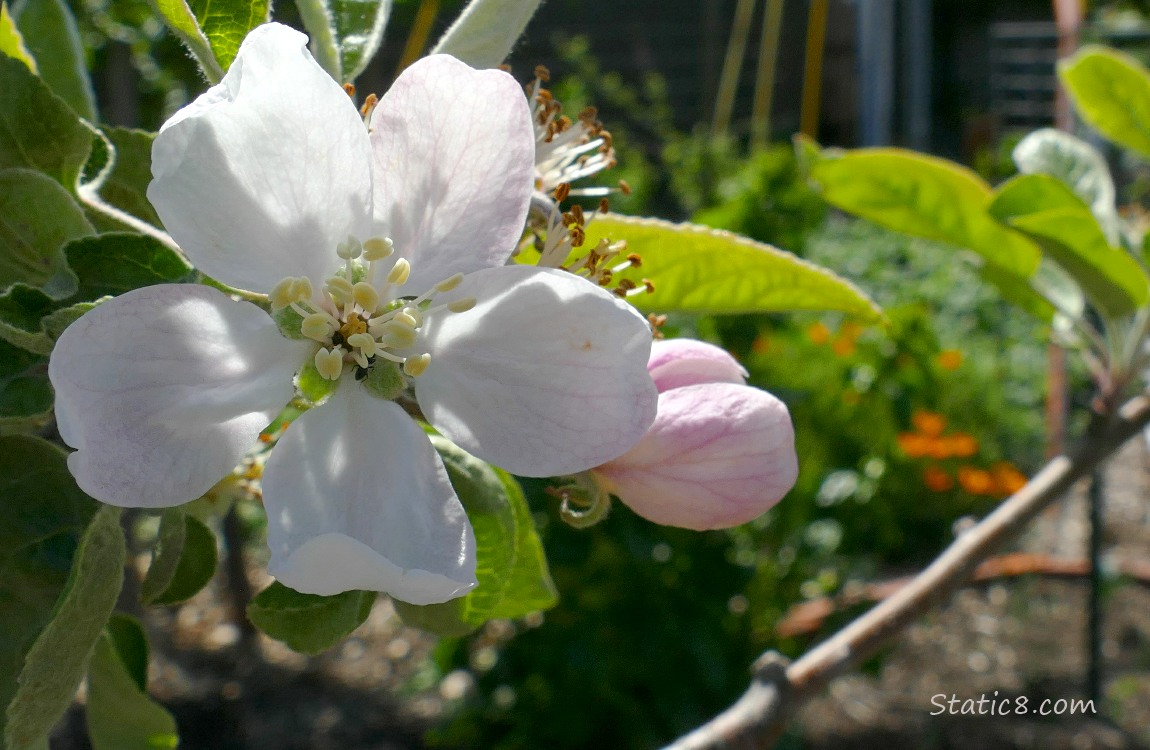 Cherry blossom