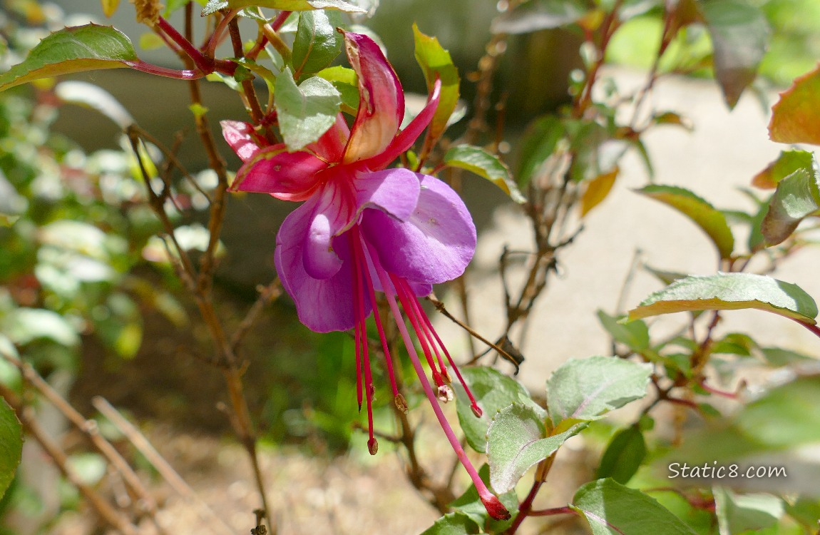 Fuchsia bloom hanging from the plant
