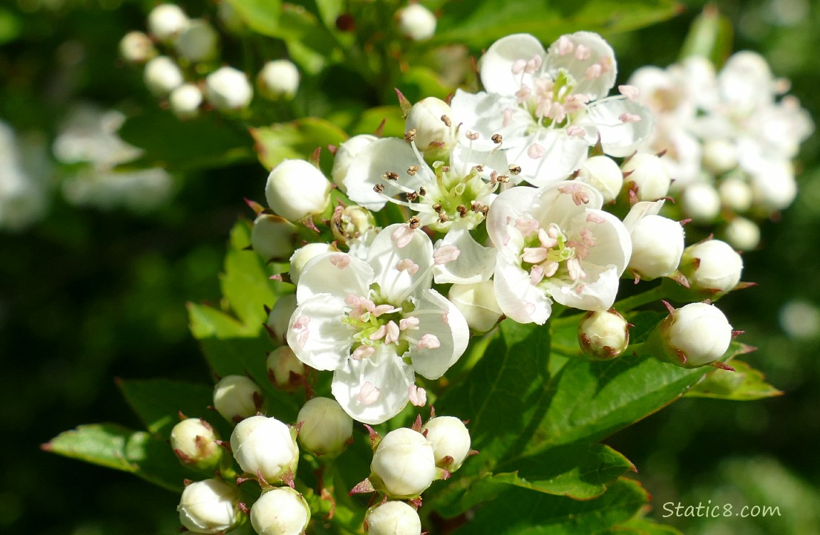 Hawthorn blooms and buds