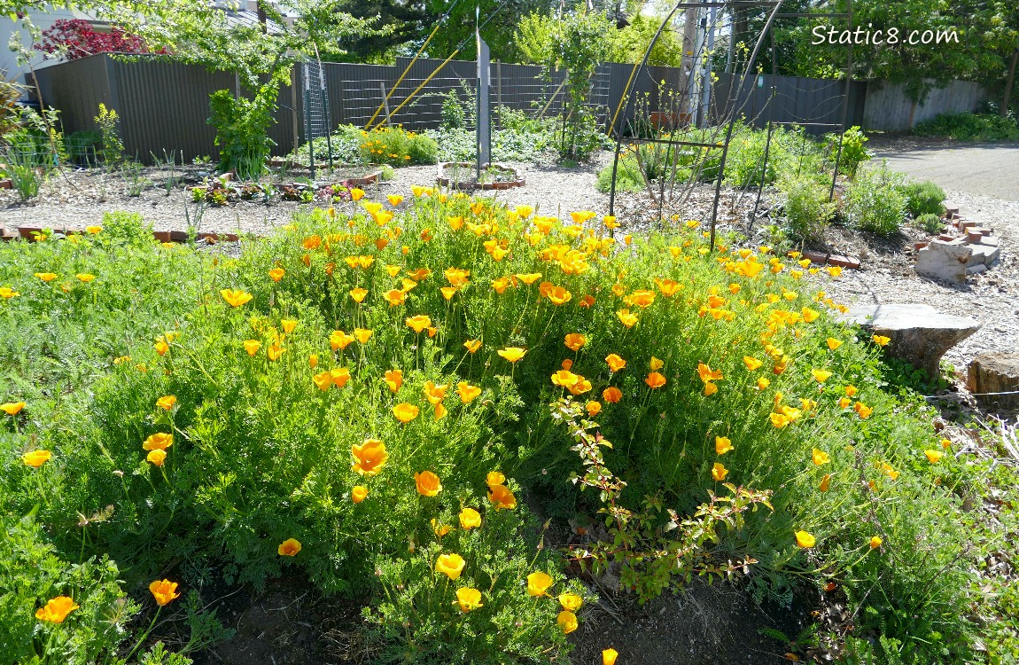 California Poppies blooming in front of a pathway