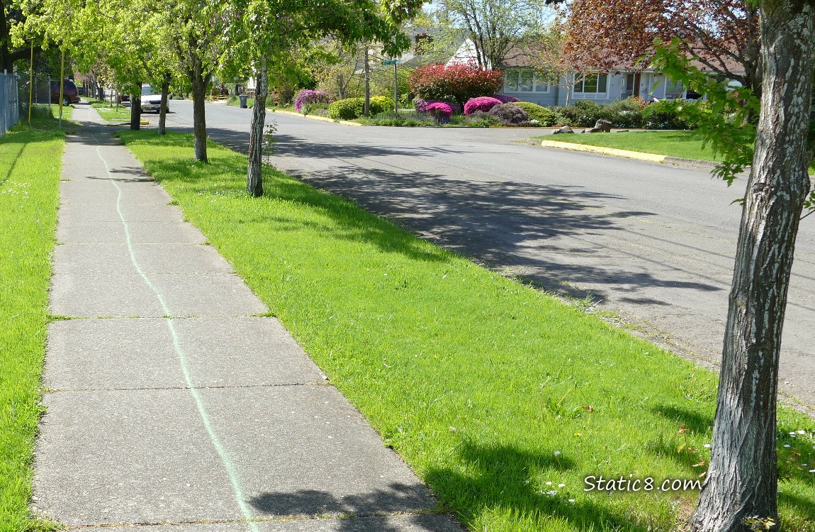 Green line spraypainted on a sidewalk in a neighborhood