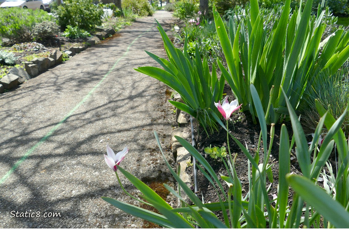 Lilies blooming next to the sidewalk with the green line