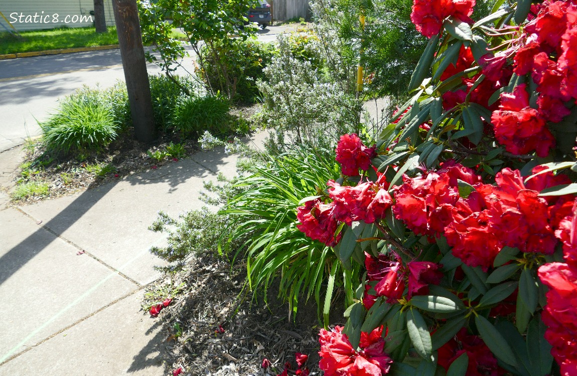 Rhododendrons next to the sidewalk with the green line