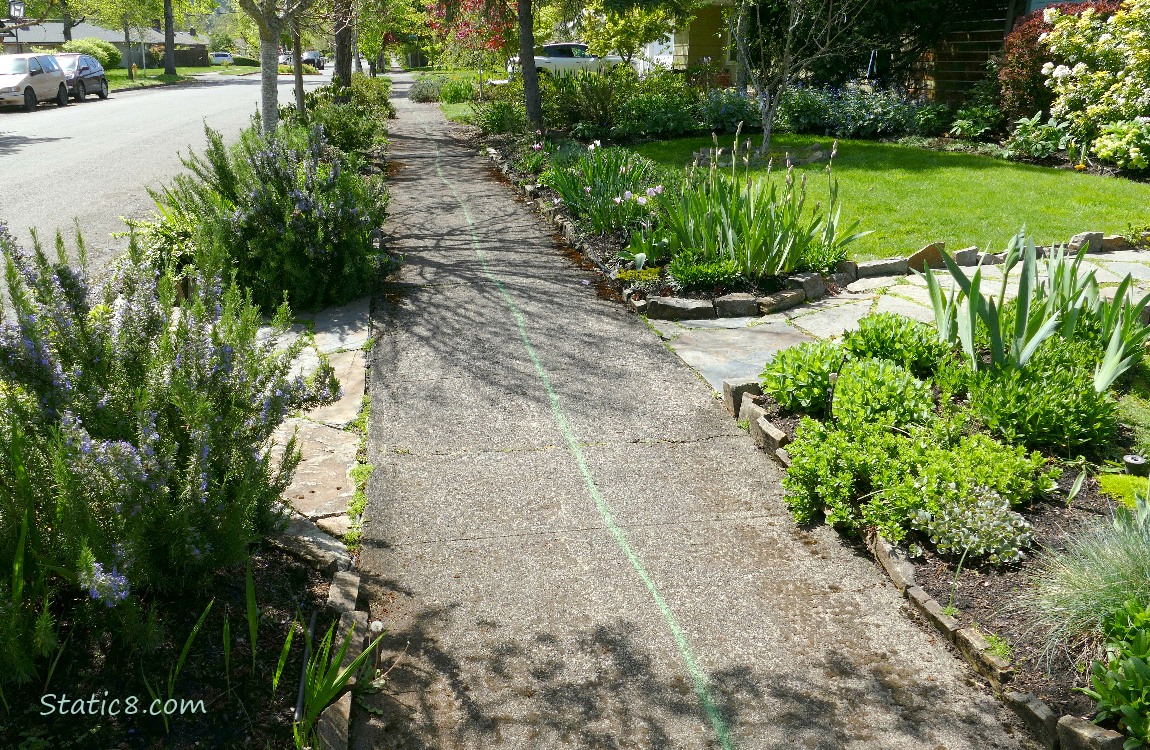 Rosemary bushes next to the sidewalk with the green line