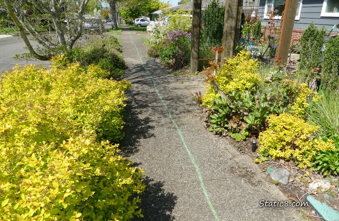 Yellow bushes next to the sidewalk with the green line