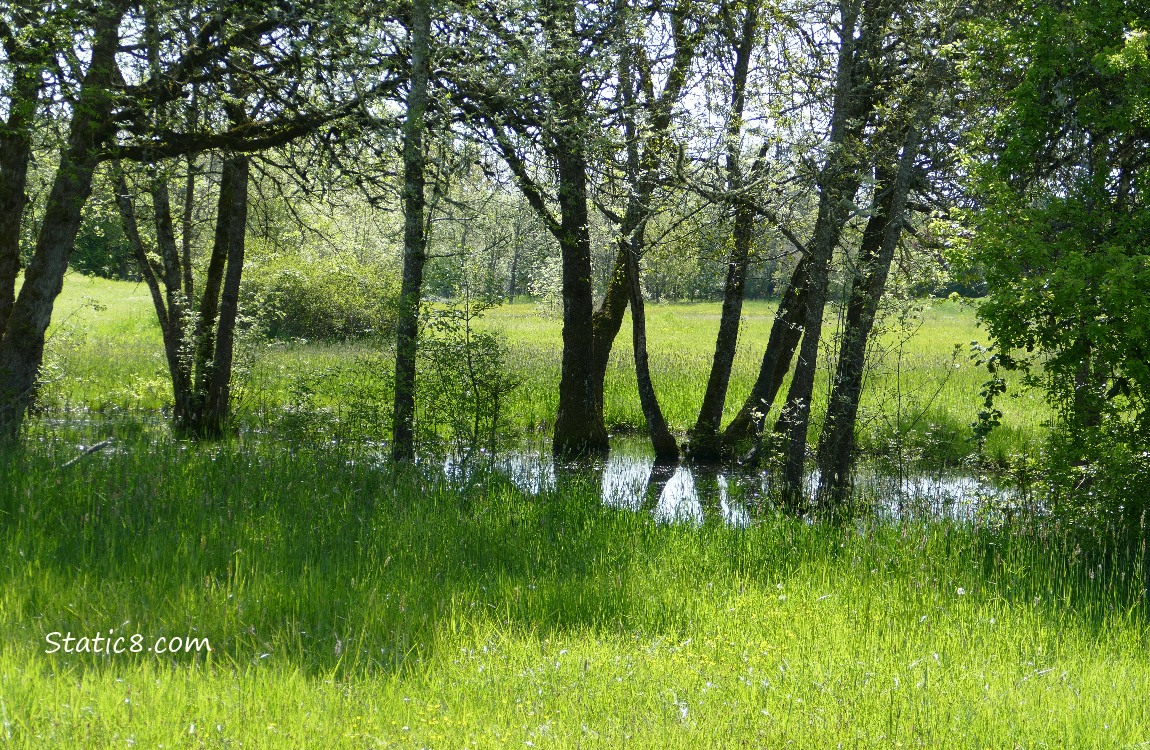Puddle in the grass under the trees